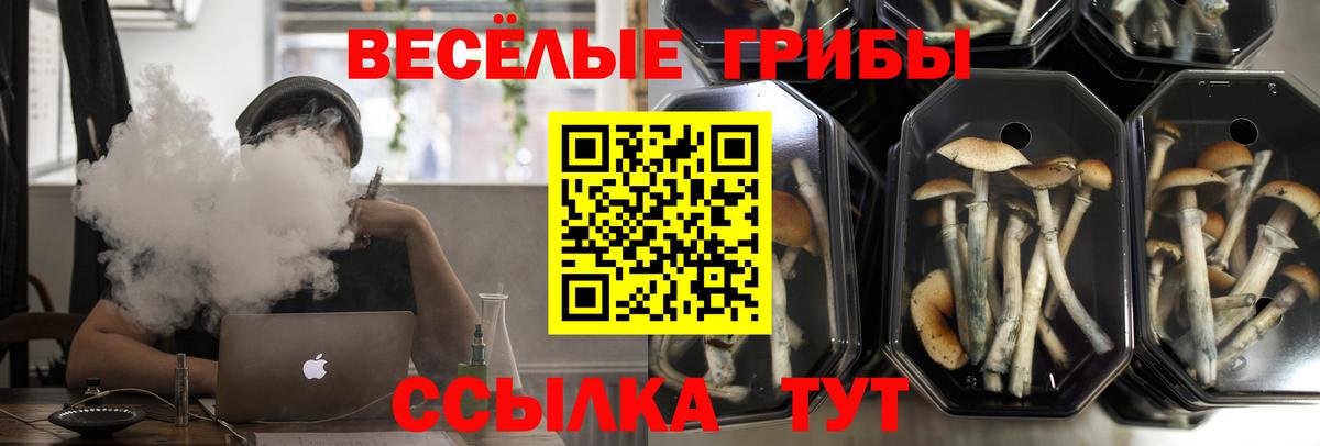 Псилоцибиновые грибы GOLDEN TEACHER Северобайкальск